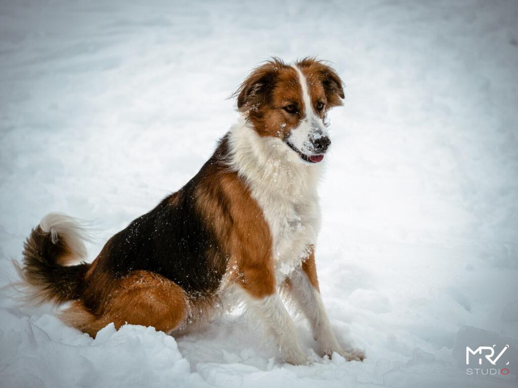 1-shooting-animalier-animaux-de-compagnie-mrv-studio-photo-photographe-professionnel-lyon-shooting-animalier-animaux-de-compagnie-mrv-studio-photo-photographe-professionnel-lyon-P1099056