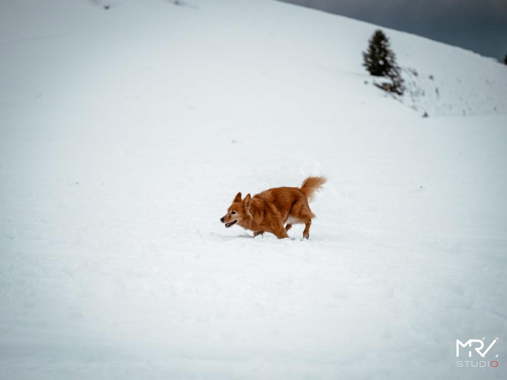 1-shooting-animalier-animaux-de-compagnie-mrv-studio-photo-photographe-professionnel-lyon-shooting-animalier-animaux-de-compagnie-mrv-studio-photo-photographe-professionnel-lyon-P1099075