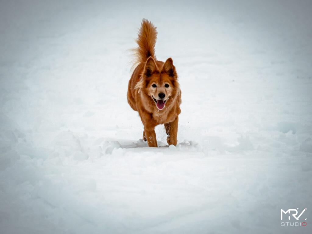 1-shooting-animalier-animaux-de-compagnie-mrv-studio-photo-photographe-professionnel-lyon-shooting-animalier-animaux-de-compagnie-mrv-studio-photo-photographe-professionnel-lyon-P1099077