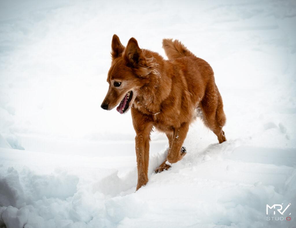 1-shooting-animalier-animaux-de-compagnie-mrv-studio-photo-photographe-professionnel-lyon-shooting-animalier-animaux-de-compagnie-mrv-studio-photo-photographe-professionnel-lyon-P1099079