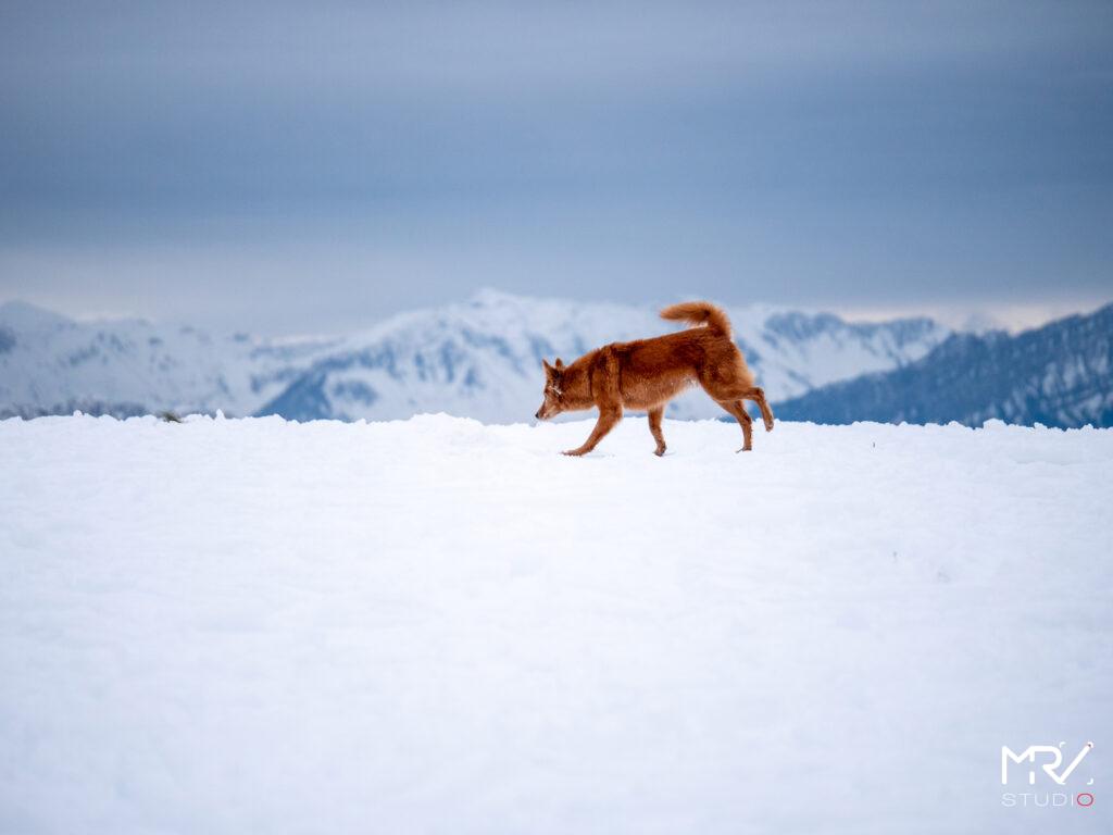 1-shooting-animalier-animaux-de-compagnie-mrv-studio-photo-photographe-professionnel-lyon-shooting-animalier-animaux-de-compagnie-mrv-studio-photo-photographe-professionnel-lyon-P1099082