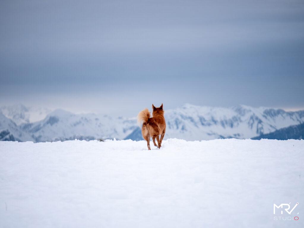 1-shooting-animalier-animaux-de-compagnie-mrv-studio-photo-photographe-professionnel-lyon-shooting-animalier-animaux-de-compagnie-mrv-studio-photo-photographe-professionnel-lyon-P1099084