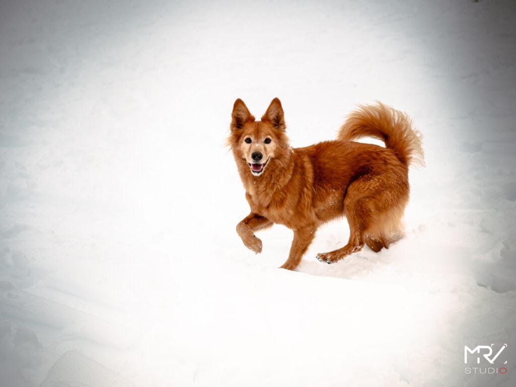 1-shooting-animalier-animaux-de-compagnie-mrv-studio-photo-photographe-professionnel-lyon-shooting-animalier-animaux-de-compagnie-mrv-studio-photo-photographe-professionnel-lyon-P1099085