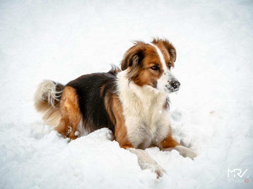 1-shooting-animalier-animaux-de-compagnie-mrv-studio-photo-photographe-professionnel-lyon-shooting-animalier-animaux-de-compagnie-mrv-studio-photo-photographe-professionnel-lyon-P1099096