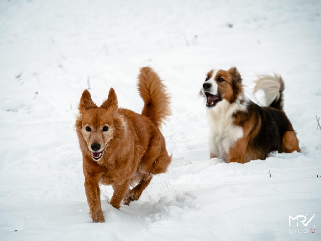 1-shooting-animalier-animaux-de-compagnie-mrv-studio-photo-photographe-professionnel-lyon-shooting-animalier-animaux-de-compagnie-mrv-studio-photo-photographe-professionnel-lyon-P1099103